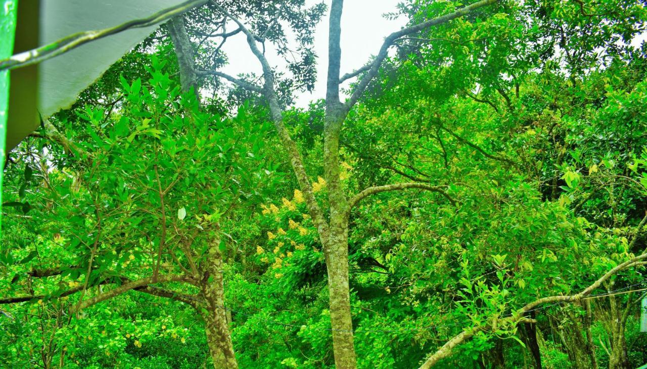 Green Cottage 埃拉 外观 照片