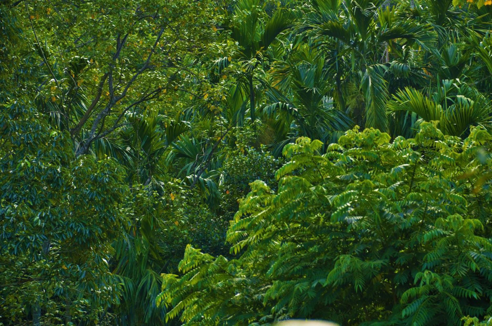Green Cottage 埃拉 外观 照片